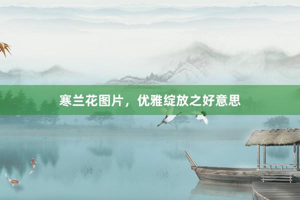 寒兰花图片，优雅绽放之好意思